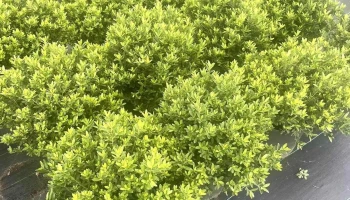 Cream Of The Crop Nursery - Charlotte Hall