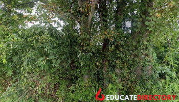 Elf Preschool - Boyds