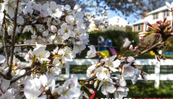 Learn2Blossom - Gaithersburg