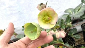 McLean Nurseries - Parkville