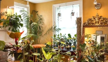 The Living Room Houseplants and Little Used Book Shop - Charlotte Hall