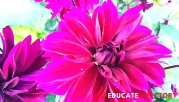 The Plant kingdom Greenhouse and Nursery, Inc - Fairbanks