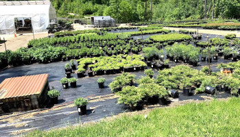 Van Berkum Nursery - Deerfield