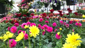 Wentworth Greenhouses - Rollinsford
