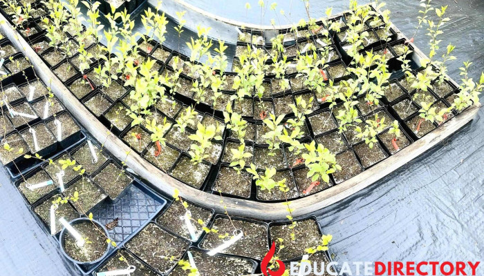 Aurora Nursery - Palmer