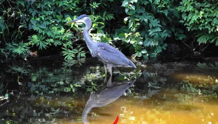 Blue Heron School at Squam Lakes Natural Science Center - Holderness