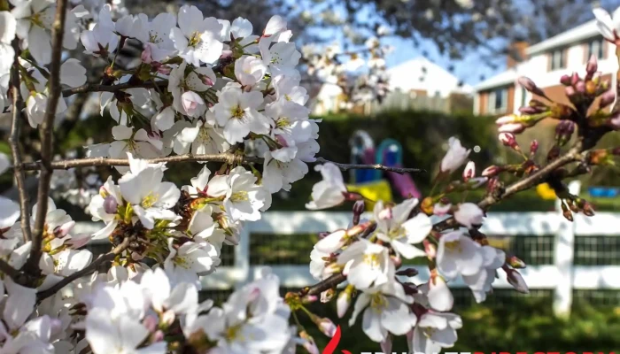 Learn2Blossom - Gaithersburg