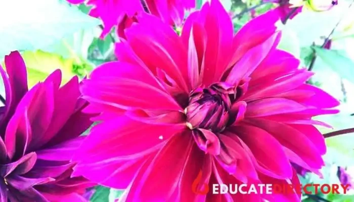 The Plant kingdom Greenhouse and Nursery, Inc - Fairbanks