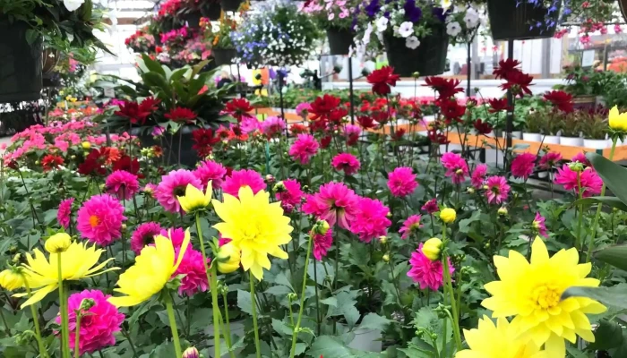 Wentworth Greenhouses - Rollinsford